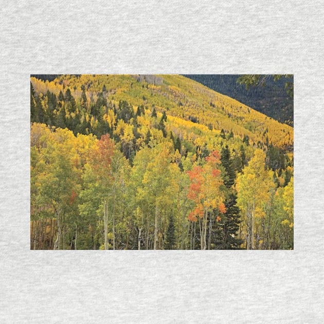 Quaking Aspen Trees In Autumn Santa Fe National Forest Near Santa Fe by AinisticGina